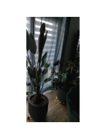 MILLY FLOWER POND 24CM SVÍČKA DIAMOND