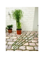 PODPĚRA PRO ROSTLINNÝ SLOUP 6KS 50-80CM KINZO