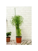 PODPĚRA PRO ROSTLINNÝ SLOUP 6KS 50-80CM KINZO