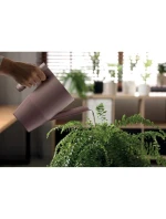 Konev IBIS zelená borovice dětské