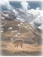 Ponožky WiK art. 20905 Alpaca dámské A'2 35-42