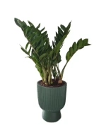 Květinový rybník MILLY, 24 cm v průměru BÍLÝ