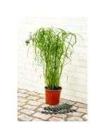 SPONKY NA ROSTLINY 20KS KINZO