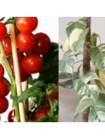 PŘÍSLUŠENSTVÍ PRO ROSTLINY ZAHRADNÍ KRAVATA 8KS PROGARDEN