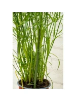 PODPĚRA PRO ROSTLINNÝ SLOUP 6KS 50-80CM KINZO