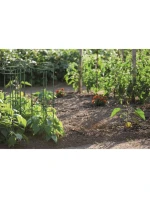 PODPĚRY PRO ROSTLINY PODPĚRY PRO KVĚTINY ROZMĚRY ŠÍŘKA 25 A 35 CM ZELENÁ LESNÍ ZELENÁ PODPĚRY PRO ROSTLINY PODPĚRY PRO KVĚTINY ROZMĚRY ŠÍŘKA 25 A 35 CM ZELENÁ LESNÍ ZELENÁ