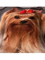 Bavlněná deka Cotton World Touch Animal, Motor 160x200 Bavlněná deka Cotton World Touch Animal, Motor 160x200