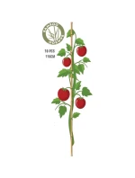 BAMBUSOVÁ TYČ NA PODPORU ROSTLIN 116 CM 10KS PROGARDEN